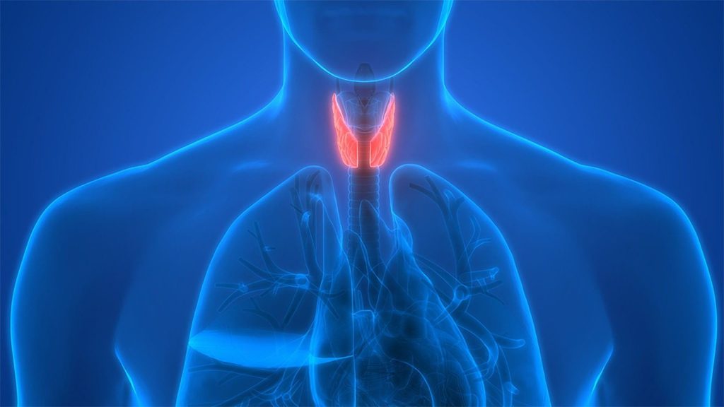 Illustration of the thyroid gland in the neck
